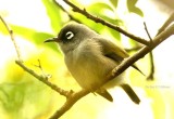 196 Mauritius olive white-eye Mauritius; Ile aux Aigrettes 081113 S. Lithner