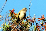 198 Reunion olive white-eye Reunion; La Roche Ecrite Nat Pk 081114 S. Lithner