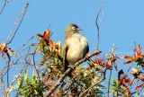 199 Reunion olive white-eye Reunion; La Roche Ecrite Nat Pk 081114 S. Lithner