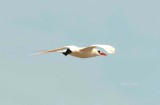 143 red-tailed tropicbird Nosy Ve 081104 S. Lithner