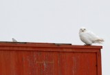 snowy owl (Nyctea scandiaca) &  snow bunting (Plectrophenax nivalis). Photo Stefan  Lithner