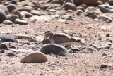 Peruvian thick-knee (Burhinus superciliaris). Photo Stefan  Lithner