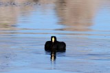 giant coot (Fulica gigantea). Photo Stefan  Lithner