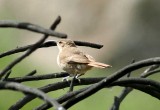 white.throated earthcreeper (Upucerthia albigula). Photo Stefan  Lithner