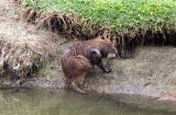 coipu (Myocastor coypus). Photo Stefan  Lithner 