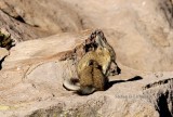 southern viscacha (Lagidium viscacia). Photo Stefan  Lithner