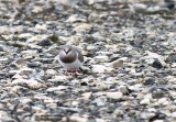 Magellanic plover (Pluvianellus socialis) Photo Stefan  Lithner