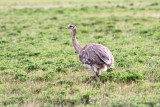 lesser rhea (Pterocnemia pennata). Photo Stefan  Lithner