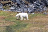 Polar bear
