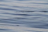 Fin whale (Balaenoptera physalus); barely showing above surface, dorsal fin invisible