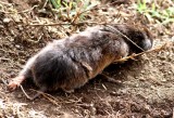 Demon Mole-rat (Tachyryctes daemon). Photo Stefan  Lithner