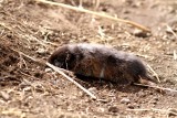 Mammals in Tanzania 2015