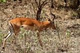 Impala (Aepyceros melampus). Photo Stefan  Lithner