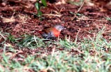 Red-throated Twinspot (Hypargos niveoguttatus)  female. Photo Stefan  Lithner