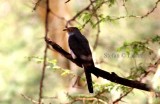 African Cuckoo (Cuculus gularis).  Photo Stefan  Lithner 