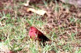 Red-billed Firefinch (Lagosticta senegala).  Photo Stefan  Lithner 