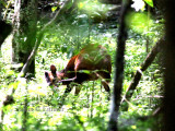 Harveys duiker (Cephalophus harveyi).  Photo Stefan  Lithner 