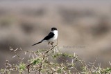 Taita Fiscal (Lanius dorsalis). Photo Stefan  Lithner 