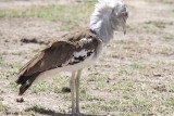 Kori Bustard (Ardeotis kori).  Photo Stefan  Lithner 