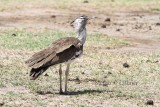 Kori Bustard (Ardeotis kori).  Photo Stefan  Lithner 