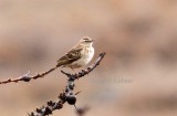 Long-billed Pipit (Anthus similis). Photo Stefan  Lithner 