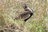 Black-bellied Bustard (Eupodotis melanogaster). Photo Stefan  Lithner 