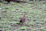 Grey-chested Spurfowl (Pternistis rufopictus). Photo Stefan  Lithner 