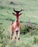 Kongoni (Alcelaphus buselaphus kokei). Photo Stefan  Lithner 