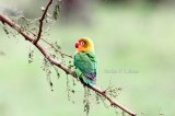 Fischers Lovebird (Agapornis fischeri). Photo Stefan  Lithner
