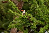 Tanzanian Red-billed Hornbil (Tockus ruahae). Photo Stefan  Lithner
