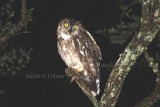 Spotted Eagle-owl (Bubo africanus). Photo Stefan  Lithner