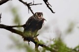 Verrauxs Eaagle-owl (Bubo lacteus) with catch of Edible Bull-frog (Pyxicephalus edulus).  Photo Stefan  Lithner 