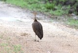 Buff-crested Bustard (Eupodotis gindiana). Photo Stefan  Lithner 
