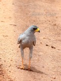 Eastern Chanting Goshawk (Melieraz poliopterus). Photo Stefan  Lithner