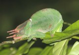 Reptiles in Tanzania 2015