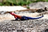 Mwanza Flat-headed Agama (Agama mwanzae). Photo Stefan  Lithner