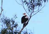 Palmnut Vulture (Gypsohierax angolensis). Martial Eagle (Pollemaetus bellicosus) juv.  Photo Stefan  Lithner