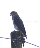 Southern Banded Snake-eagle (Circaetus fasciolatus).  juv.  Photo Stefan  Lithner