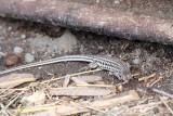 Southern Long-tailed Lizard (Latastia longicaufata). Photo Stefan  Lithner