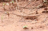 Black-lined Plated Lizard (Gerrhosaurus Nigrolineatus). Photo Stefan  Lithner