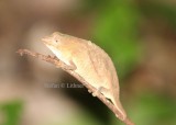 Usambara Pitted Pygmy Chameleon (Rhampholeon temporalis).  Photo Stefan  Lithner