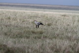 Secretary Bird (Sagittarius serpentarius