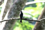 Usambara Drongo (Dicrurus spec.). Photo Stefan  Lithner