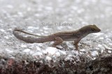 Brown anole (Anolis sagrei). Photo Stefan  Lithner