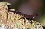 Habana anole (Anolis homolechis) dark morph. Photo Stefan  Lithner
