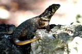Northern cyrlytailed lizard (Leiocephalos carinatus). Photo Stefan  Lithner