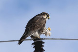 Birds from the Roof of the World 2016