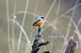 Hodgsons redstart (Phoenicurus hodgsoni)