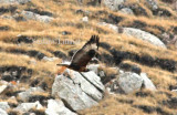 Upland buzzard (Buteo hemilasius)