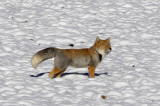 Tibetan fox (Vulpes ferrlata) is widespread on the steppes and semi-deserts on the Tibetan Plateau (IUCN)